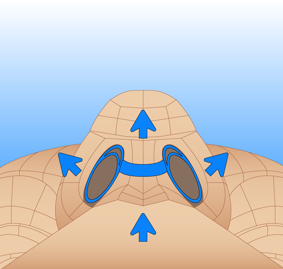 Respirfix - Dilatador nasal